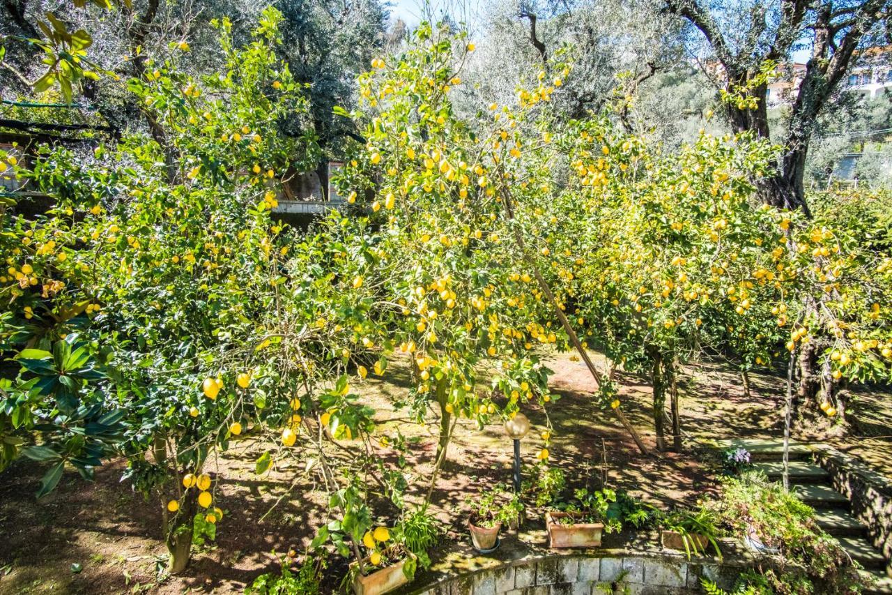 Mediterranean House 索伦托 外观 照片